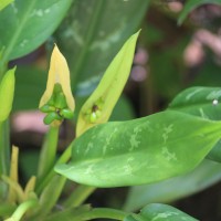 Aglaonema commutatum Schott